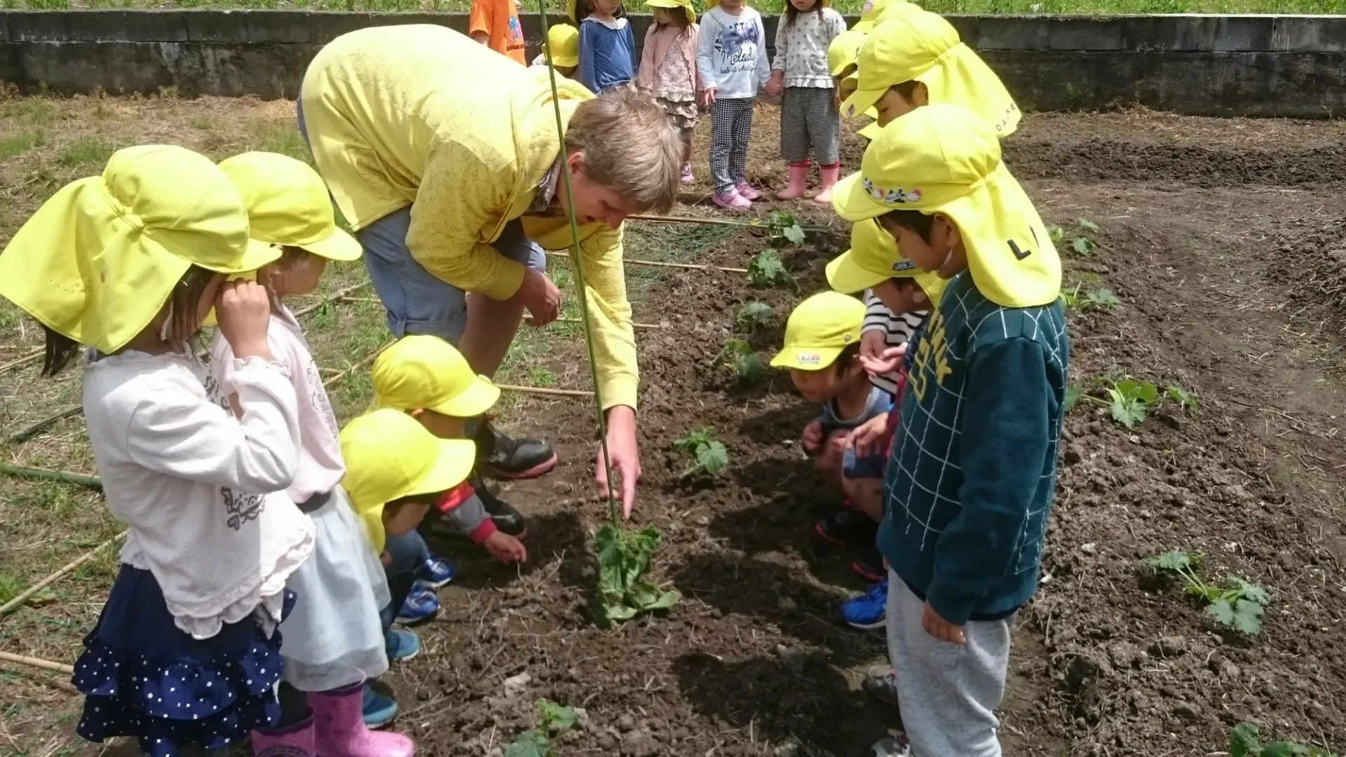 園の畑で野菜苗の観察